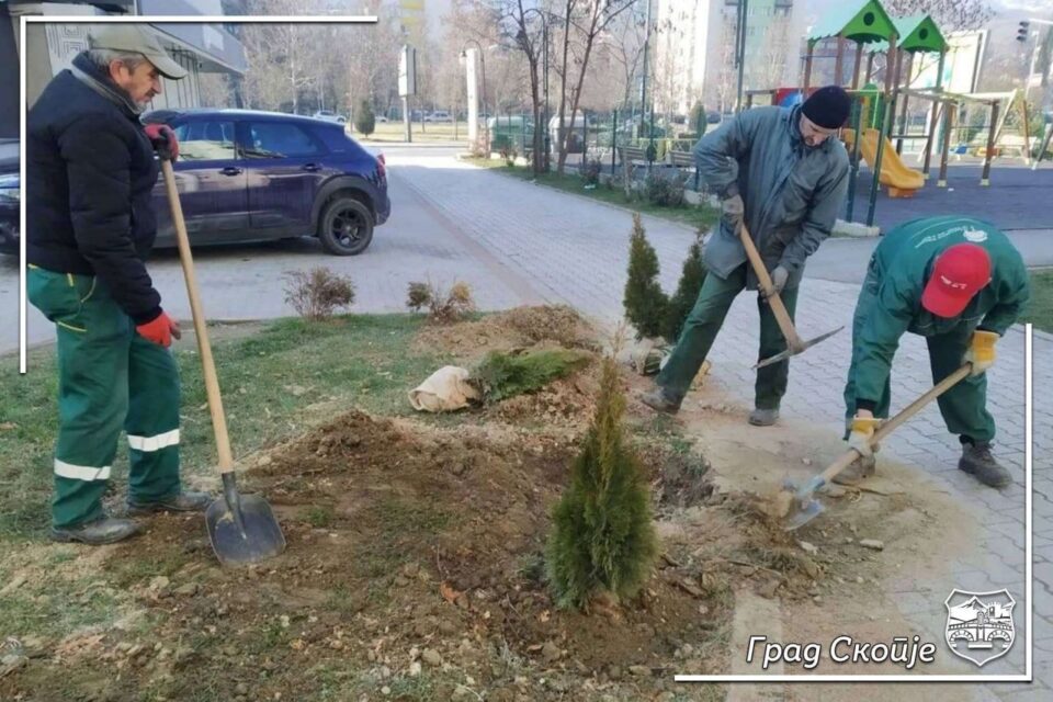 Нови садници на место на паднати дрвја од минатонеделните снежни врнежи