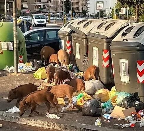 Глутница диви свињи меѓу ѓубрето во Рим