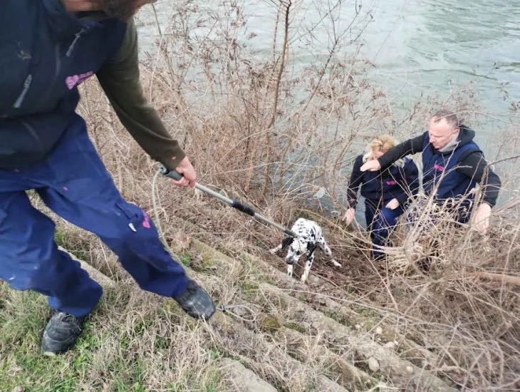 Далматинец падна во Вардар, тим на „Лајка“ го спасуваше